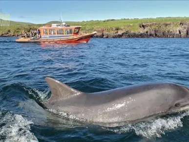 Side - Dolphin Island Boat Tour