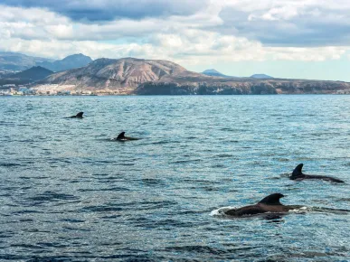 Side - Dolphin Island Boat Tour