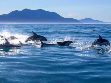 Side - Dolphin Island Boat Tour